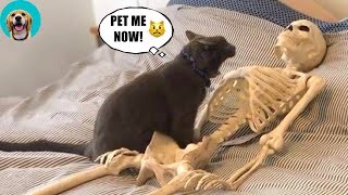Funny Dogs 2022 | Baby Dogs 2022 | Baby Dog 2022 | Cute Animals 79 | Baby Animals 79