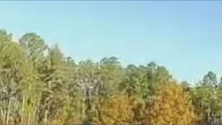 Driver pulled from pond after accidentally driving into the water in Florida