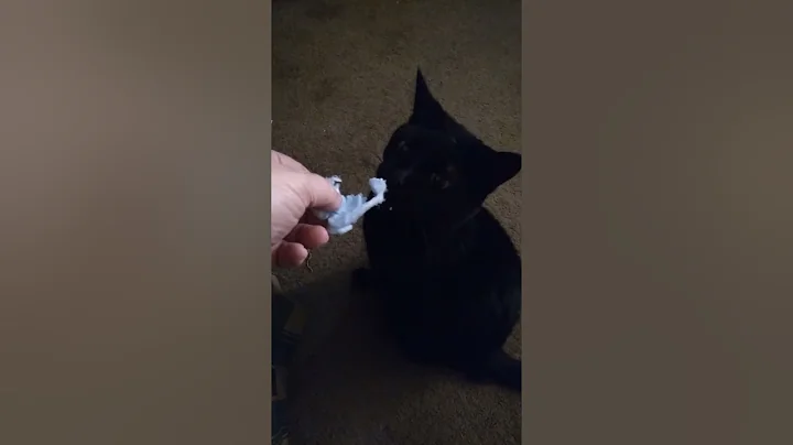 cotton candy eating cat