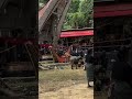Rambu Solo' Toraja #youtube #shortvideo #trendingshorts