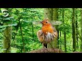 Vogelgezwitscher im Wald bei Morgendämmerung (23 Min. - ohne Störgeräusche)