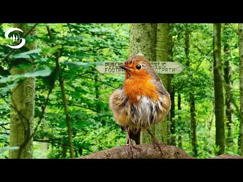 Vogelgezwitscher wellensittich