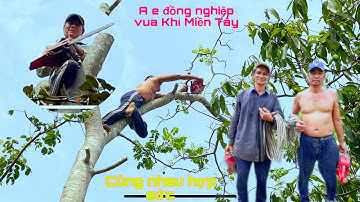 A e đồng nghiệp vua Khỉ Miền Tây leo Cưa và  hạ nhiều cây cóc Cầy trong vườn tại Cái Bè Tiền Giang