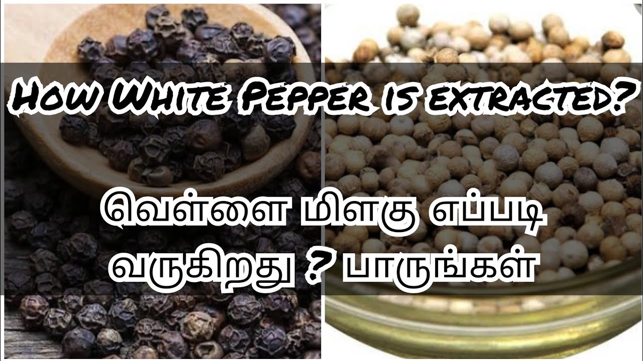 வெள்ளை மிளகு எப்படி வருகிறது/Pepper/White Pepper/Black pepper/White