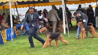Devon Kennel Club Best of Breed Competition by Sheila Tay Radcliffe 740 views 7 months ago 14 minutes, 14 seconds