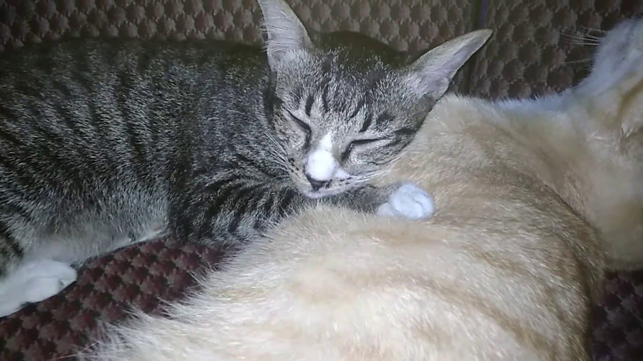  Kucing tidur  cantik YouTube