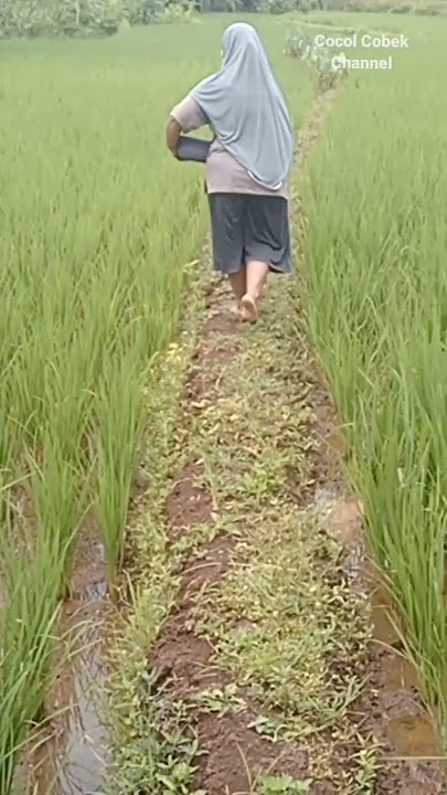 #Suasana pedesaan yang sejuk & asri