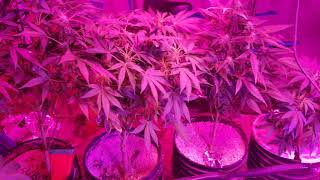 Master grower Andrew Morales MEIZHI LED 001