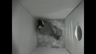 Nestbox 20180914/22:00 - 339 frames with movement