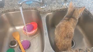 Silly Sink Kitty (funny cat video) by catatainment 1,357 views 2 months ago 1 minute, 2 seconds
