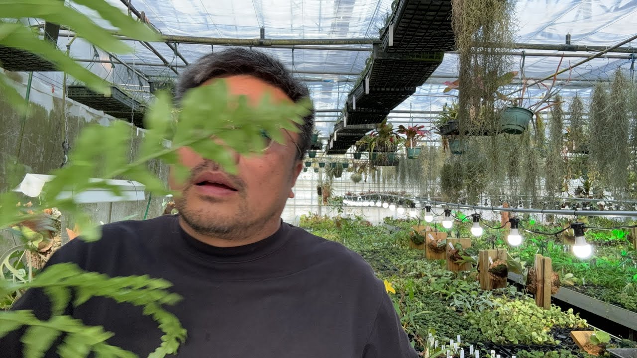 やっぱりドリナリアを育ててみないか