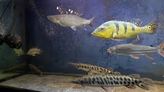 Vampire Fish Live Feeding - Tilapia - Instagram - Aquapredator