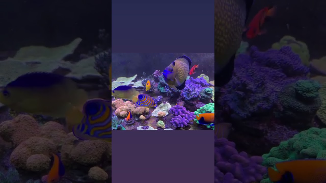 All captive bred fish: Bali Aquarich, ORA, Biota and Poma Labs