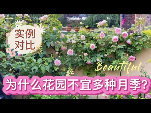 为什么花园不宜多种月季？