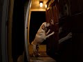 Ring Camera Caught a Stray Dog Pressing the Doorbell #dogshorts #dog #doglife #wholesome #kindness
