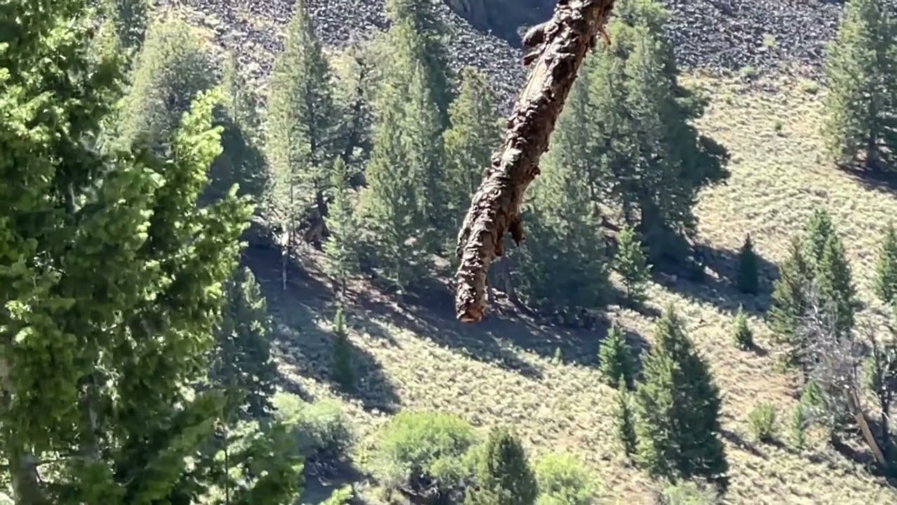 Elk Hunt Aug 30 OPENING DAY! YouTube