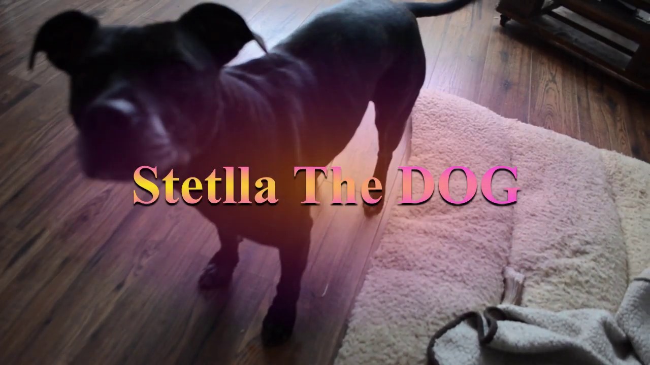 Stella The DOG YouTube