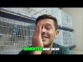 Trinca Ferro semente de Canhamo? Verdades Que Ninguém Conta! #shorts