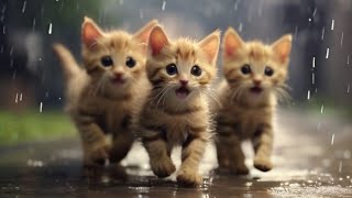 😺 cute kitten getting rained on - rain sounds walking 💦 | cute animal in nature