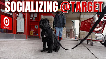 Socializing PUPPY @Target - Cane Corso Puppy Love ♥