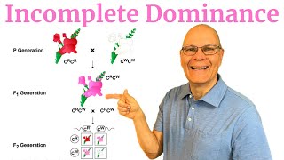 Incomplete Dominance: What you Need to Know for AP Bio