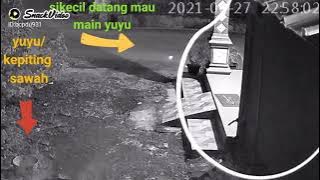 menangkap tuyul dengan kepiting sawah