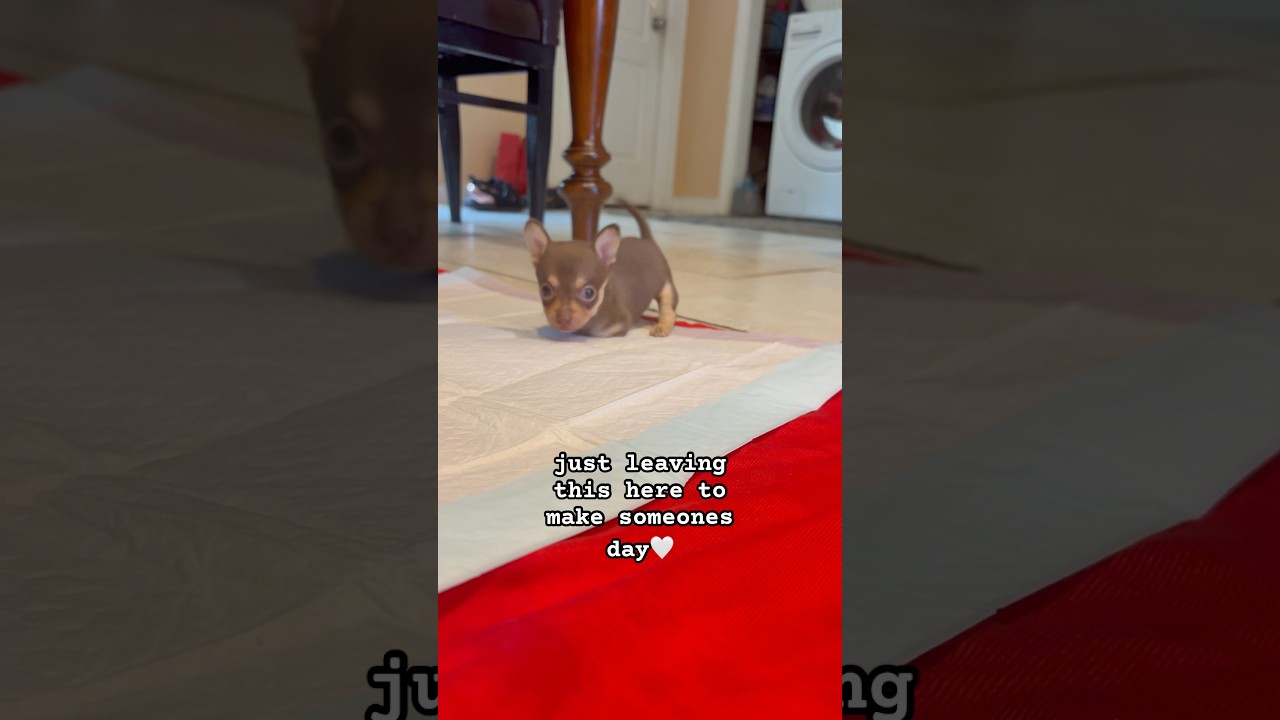 Watch Born different, but never broken ❤️ #shorts #inspiration #puppy on YouTube Watch Born different, but never broken ❤️ #shorts #inspiration #puppy on YouTube