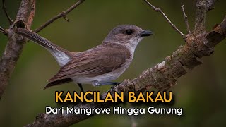 Download Lagu Suara dari Dua Dunia: Kancilan Bakau dan Saudara-Saudaranya yang Terpisah Pulau MP3 Download Lagu Suara dari Dua Dunia: Kancilan Bakau dan Saudara-Saudaranya yang Terpisah Pulau MP3