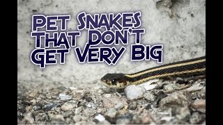 Pet Snakes That Don't Get Very Big
