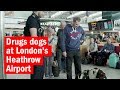 Drugs dogs at London's Heathrow Airport | How London Works | Time Out London