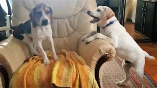 Labrador and Beagle | Playing at Home by Amos 265 views 1 year ago 1 minute, 14 seconds