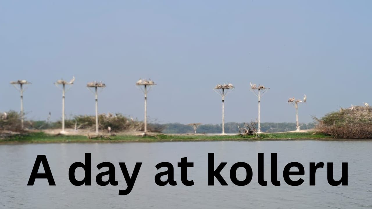 Kolleru Nature Walk