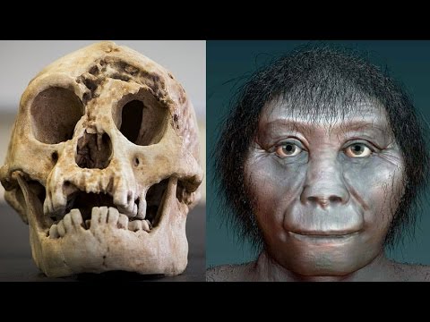 Картинки по запросу Homo Floresiensis