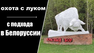 Охота с луком с подхода в Белоруссии