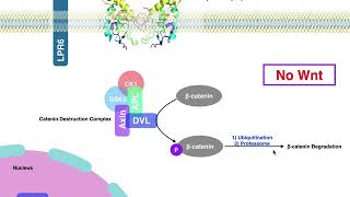 Biosignaling | Canonical Wnt/β-catenin Signaling