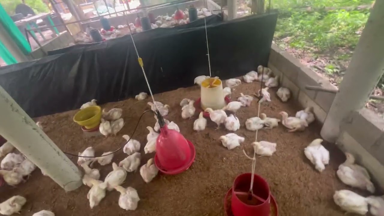 Así es más rentable el negocio del pollo de engorde 😱