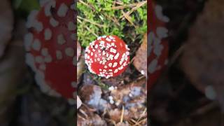 Grzyby 3 - Mushrooms 3 #grzyby #mushroom #nature #natura #dimond #red #beautiful #forest #las #happy