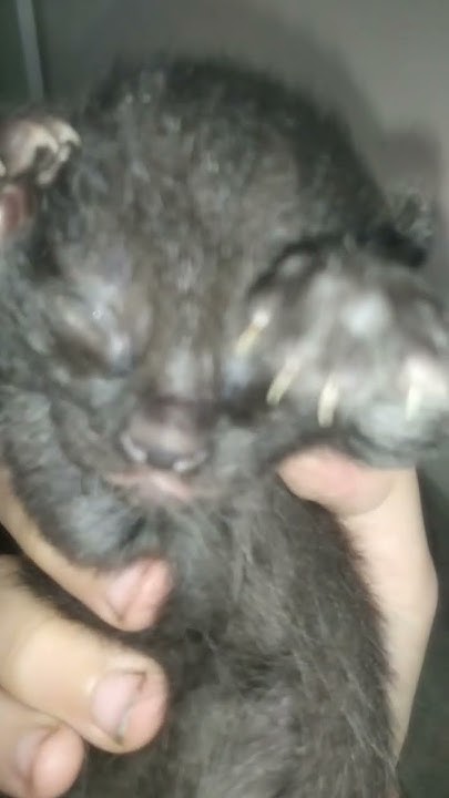 Я вернулась!🤩 (у котят открываются глазки!)🥰👀😻 - YouTube