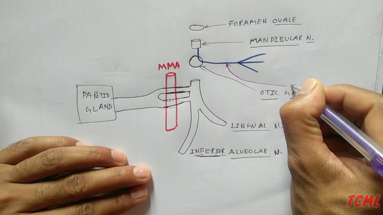 ciliary ganglion pathways