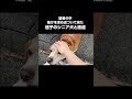 猛暑の中、迷子のシニア犬と遭遇してしまい...事態は急展開へのサムネイル