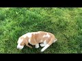 Charlie the basset comes home