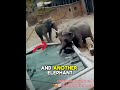 Heroic Elephant Mom To The Rescue! 🐘❤️