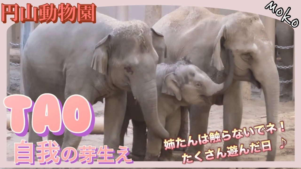 【タオちゃん】が大好きな姉たんの鼻を払いのけた瞬間❣