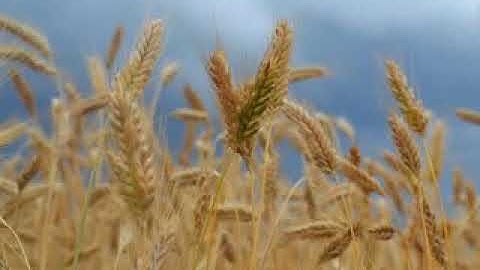 مصحف الشيخ عبد الله بن محمد المطرود سورة AnNahl_النحل