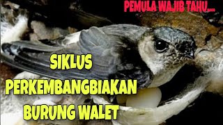 Download Lagu Siklus Perkembangbiakan Burung Walet MP3 Download Lagu Siklus Perkembangbiakan Burung Walet MP3