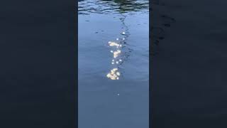 Dancing water and light #reflection #abstract #lightandwater #dancingwater