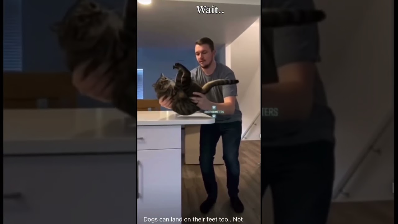 Can dogs land on there feet 