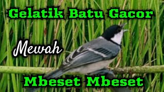 Gelatik batu gacor MBESET MBESET
