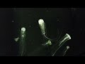 Atlantic Sea Nettle | Singapore Oceanarium
