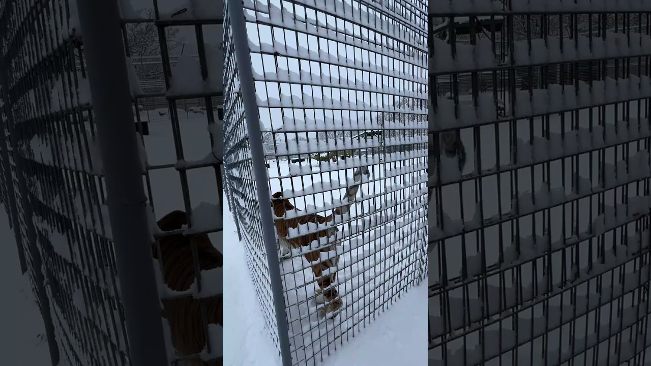 LakotaTiger's FUNNY Tail Trick